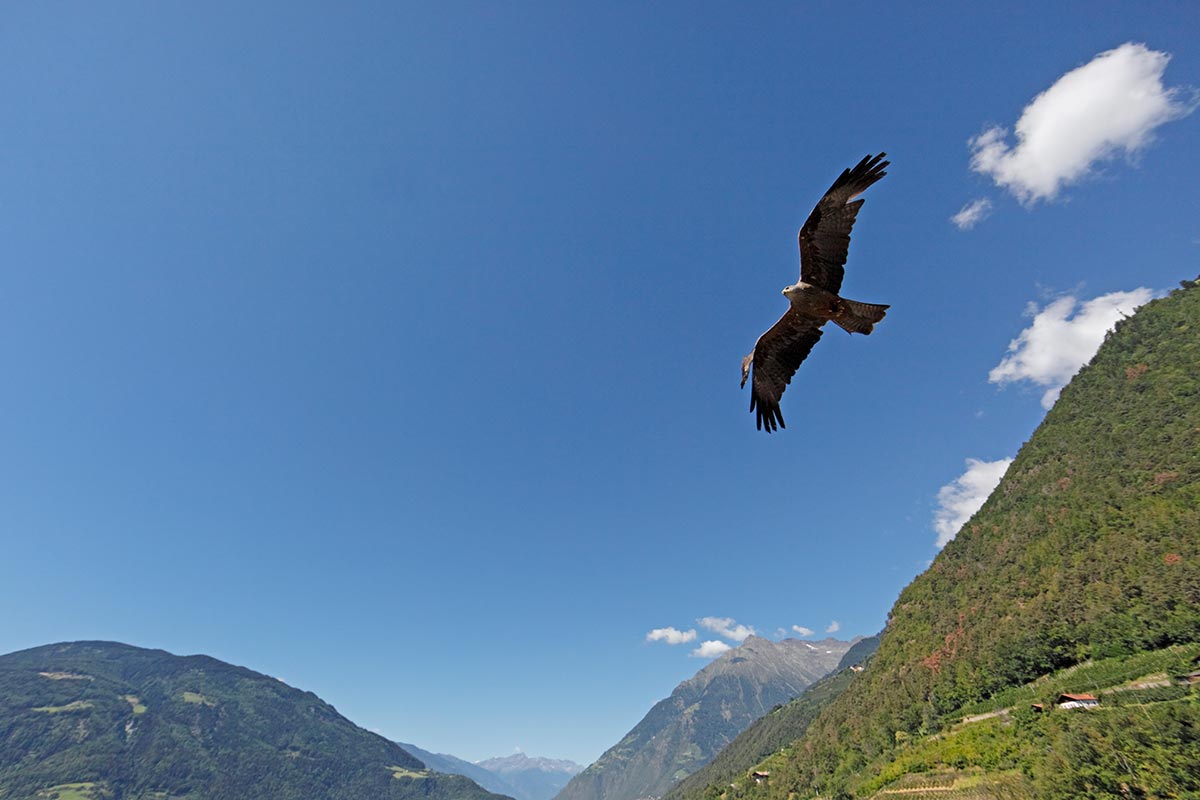 Greifvogel-Flugschau
