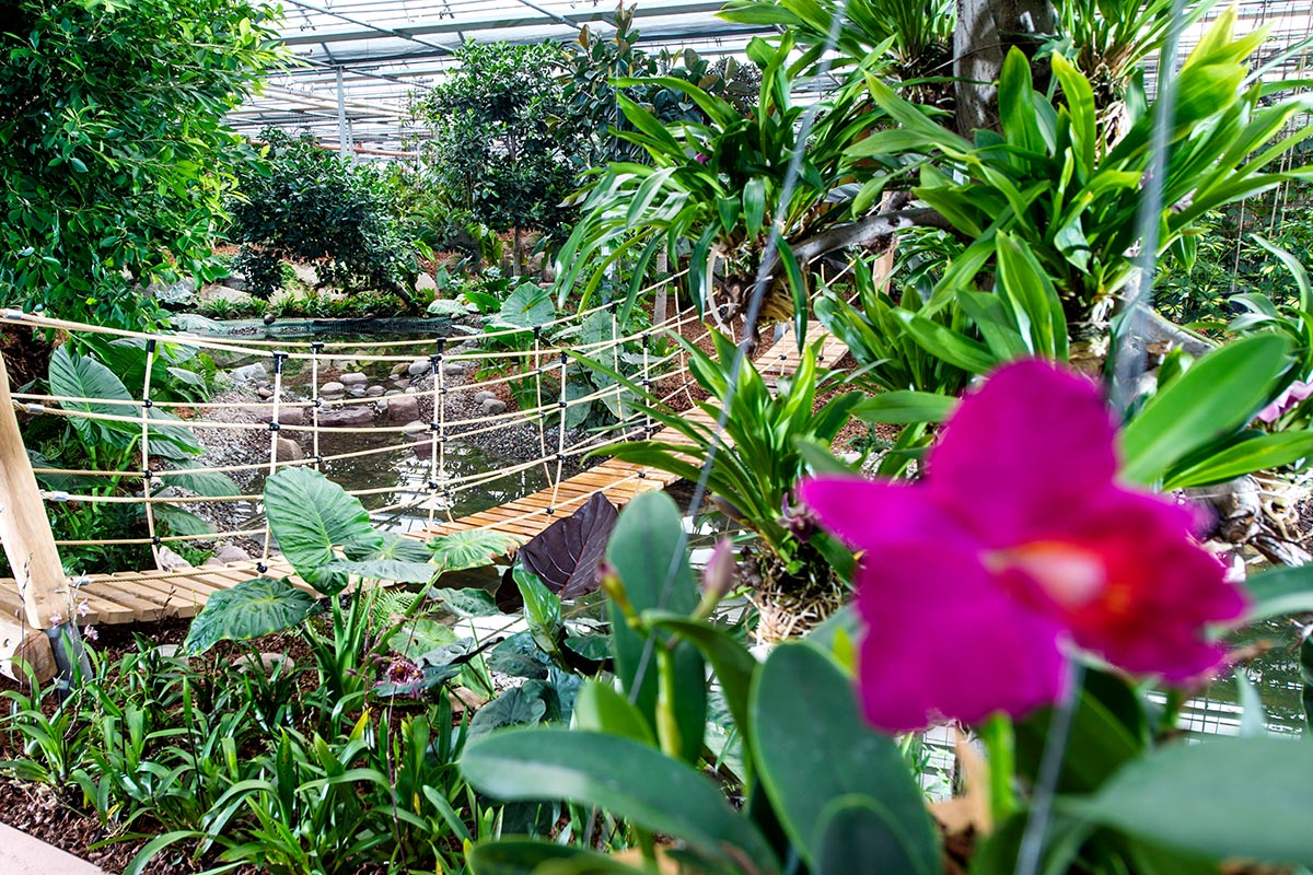 Raffeiners Orchideenwelt 