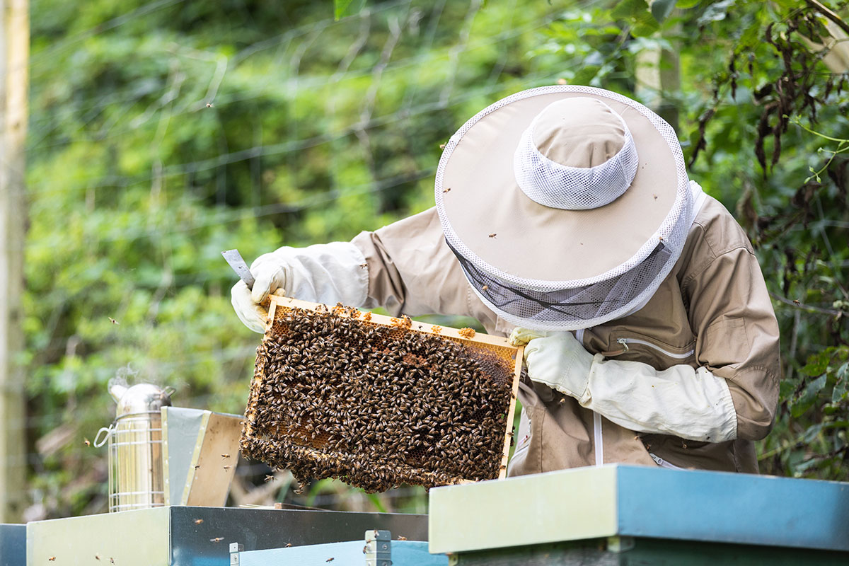 Von Bienchen und Blümchen 