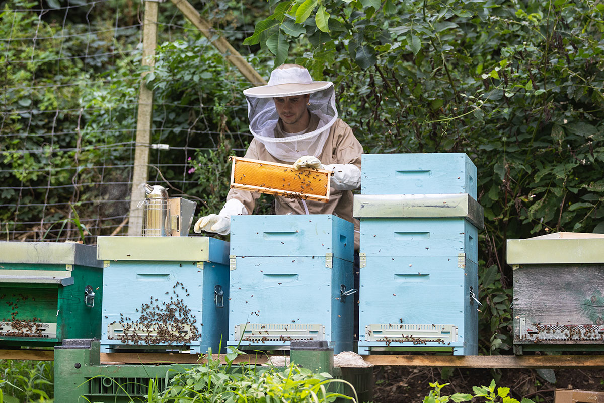 Der Traum vom Imkern ...