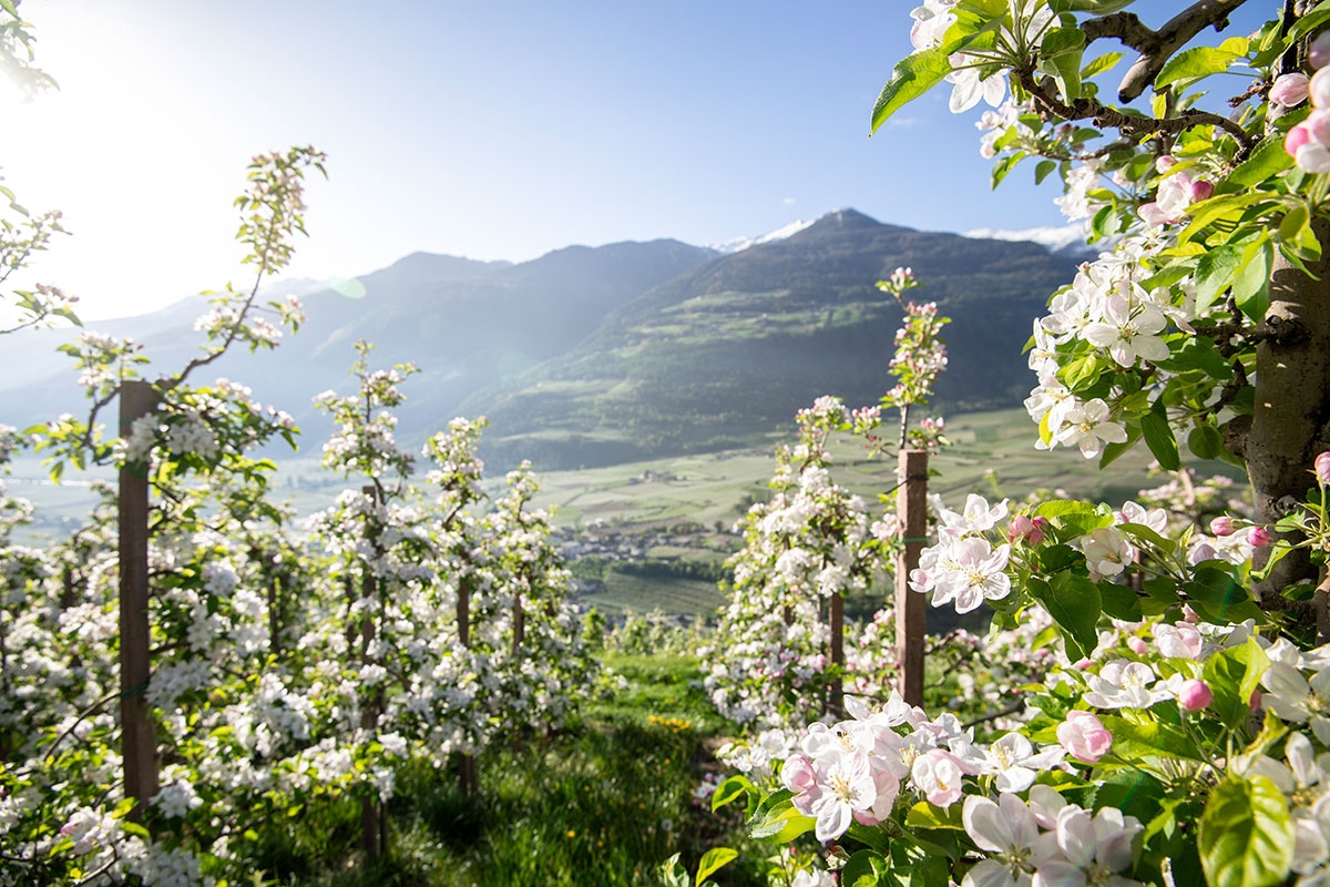 Apfelblüte Vinschgau