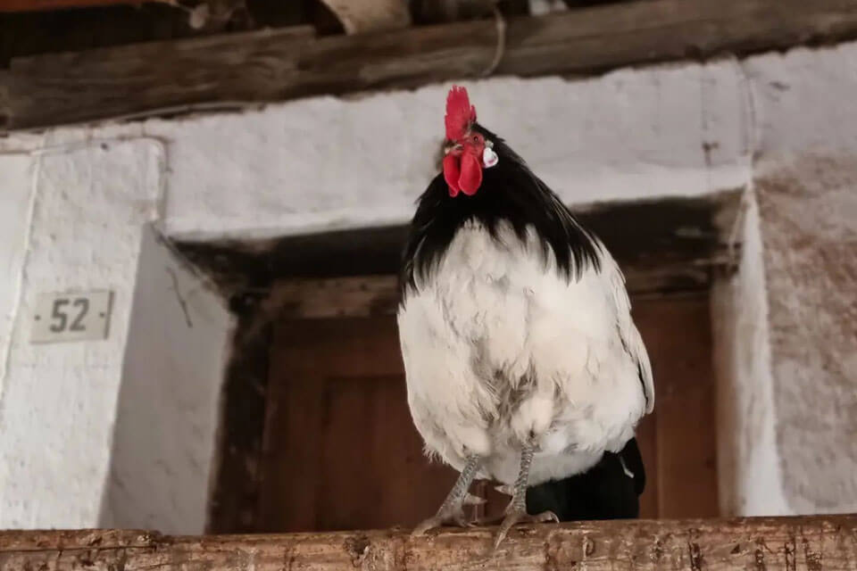 Rainguthof - gallo su trave di legno dettaglio - Hotel Lisetta
