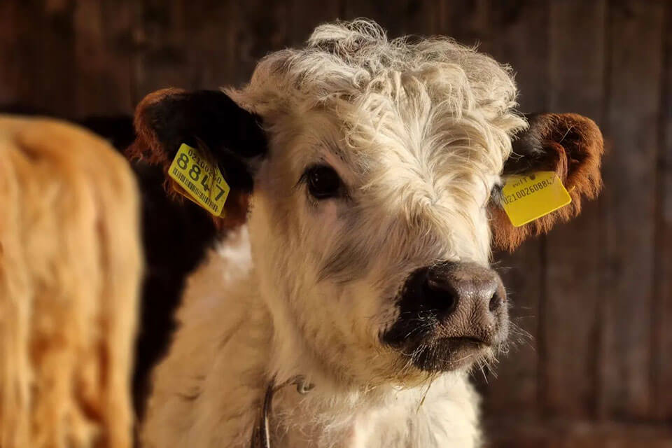 Rainguthof - mucca nella stalla dettaglio - Hotel Lisetta
