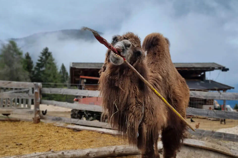 Rainguthof - cammello con bastone dettaglio - Hotel Lisetta
