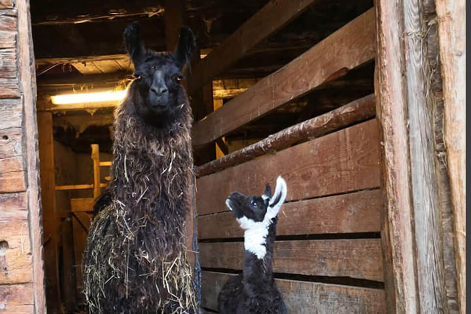 Rainguthof - lama dettaglio - Hotel Lisetta
