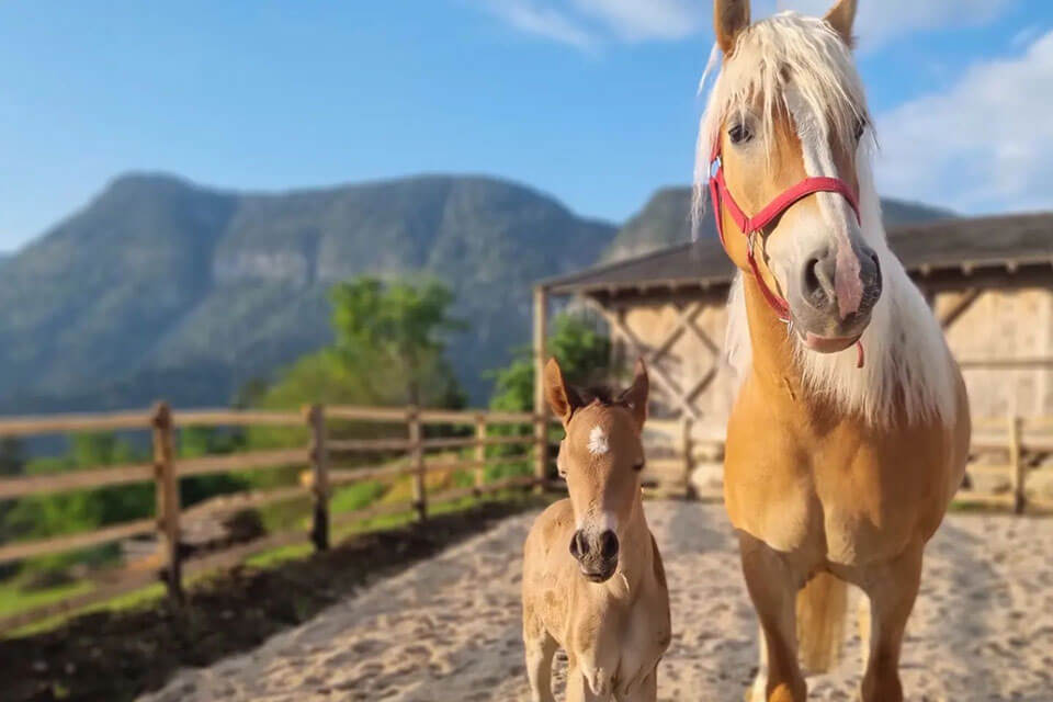 Rainguthof - cavallo sul prato - Hotel Lisetta
