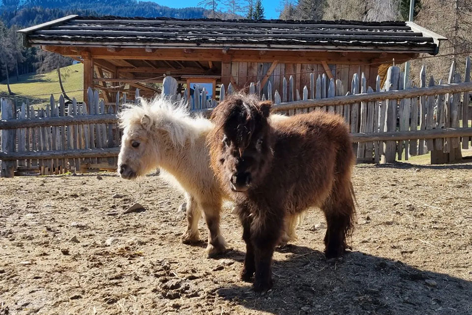 Rainguthof - pony dettaglio - Hotel Lisetta
