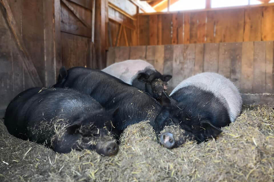 Rainguthof - maiali nella stalla dettaglio - Hotel Lisetta
