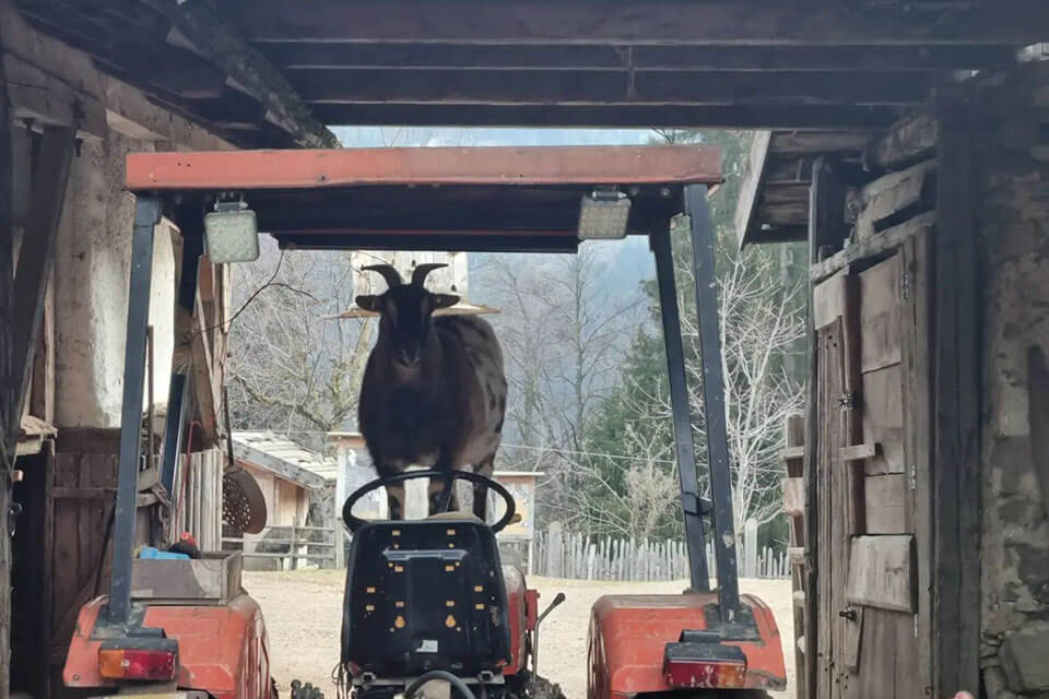 Rainguthof - capra - Hotel Lisetta
