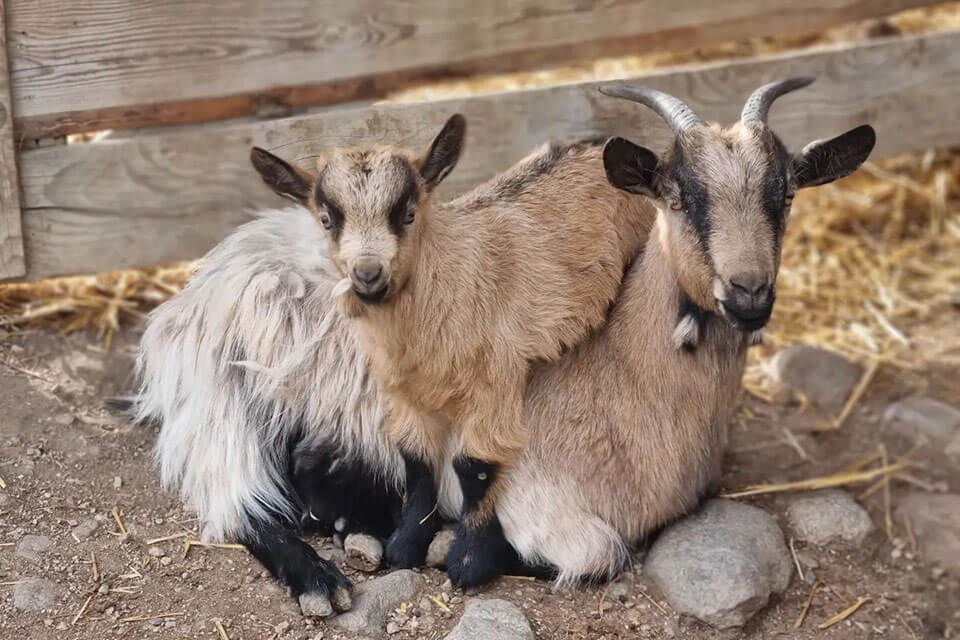 Rainguthof - due capre dettaglio - Hotel Lisetta
