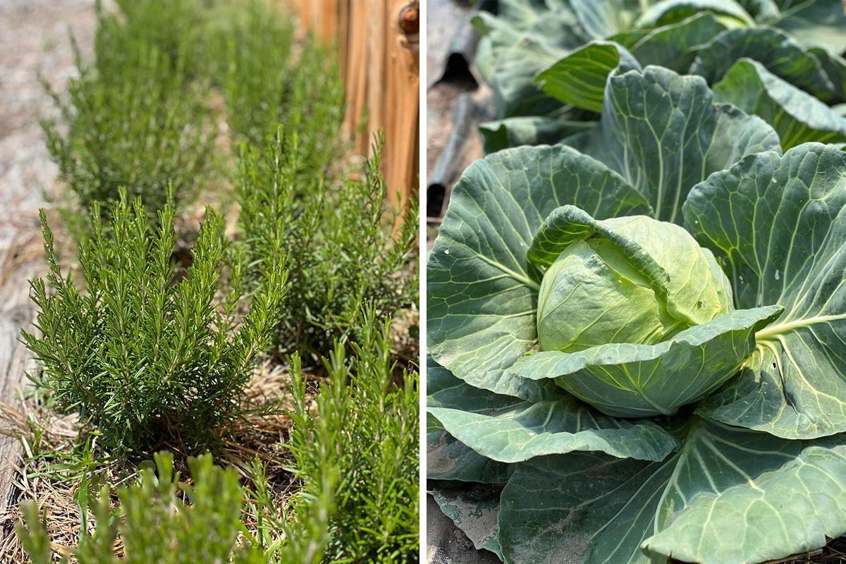 Pirpamerhof - Erleben - Stories - Gemüse im Garten - Hotel Lisetta

