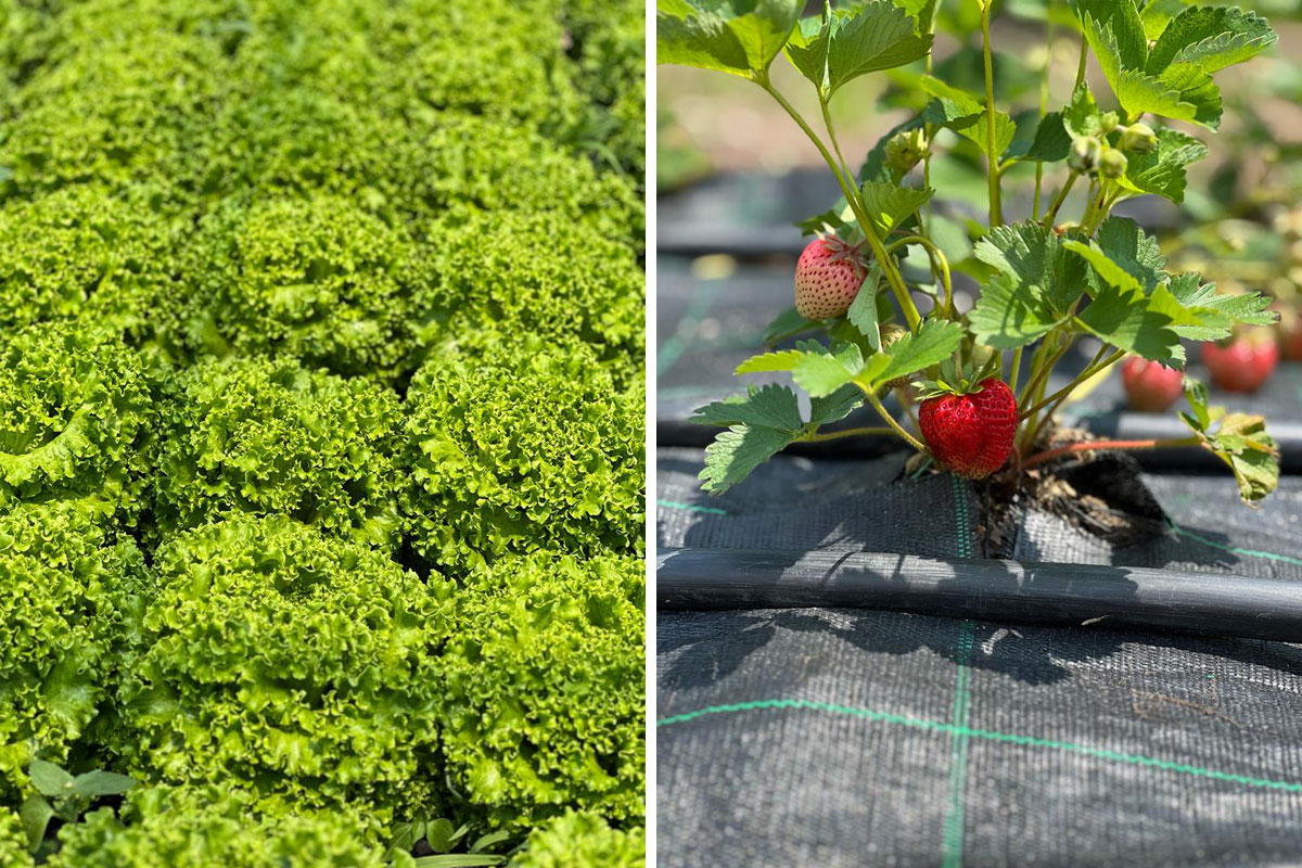 Pirpamerhof - Erleben - Stories - Erdbeeren & Salat - Hotel Lisetta
