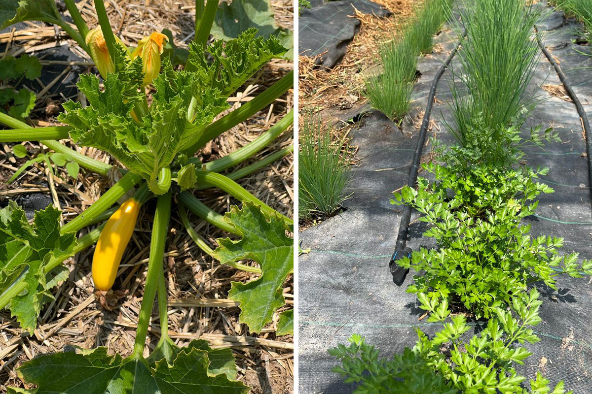 Pirpamerhof - Erleben - Stories - Kräuter & Gemüse - Hotel Lisetta
