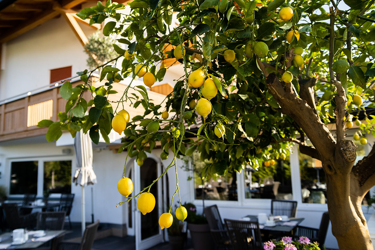 Leggerezza dell'essere - esperienza - storie - albero di limoni - Hotel Lisetta
