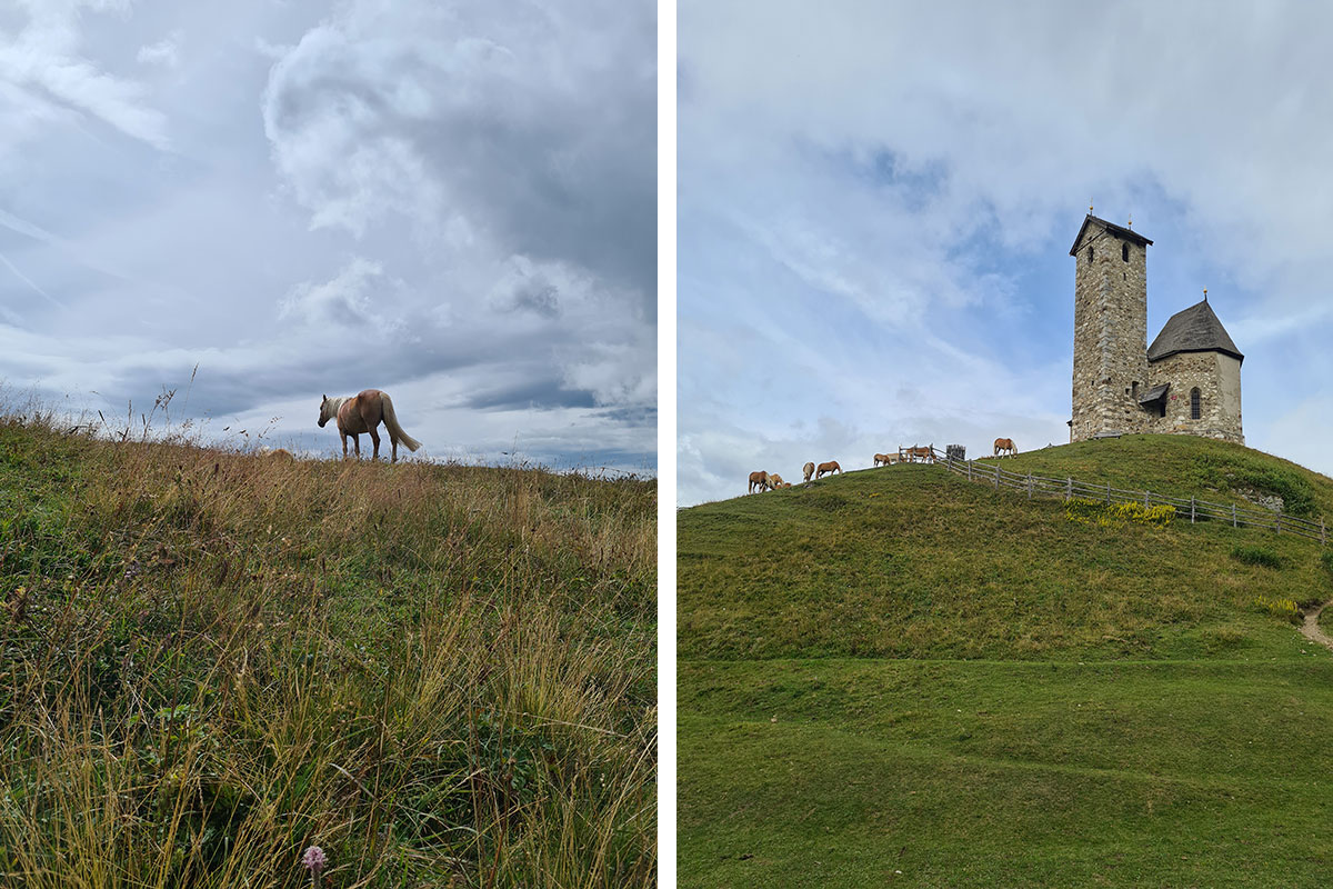 Pilze sammeln - Erleben - Stories - Pferde auf Weide - Hotel Lisetta
