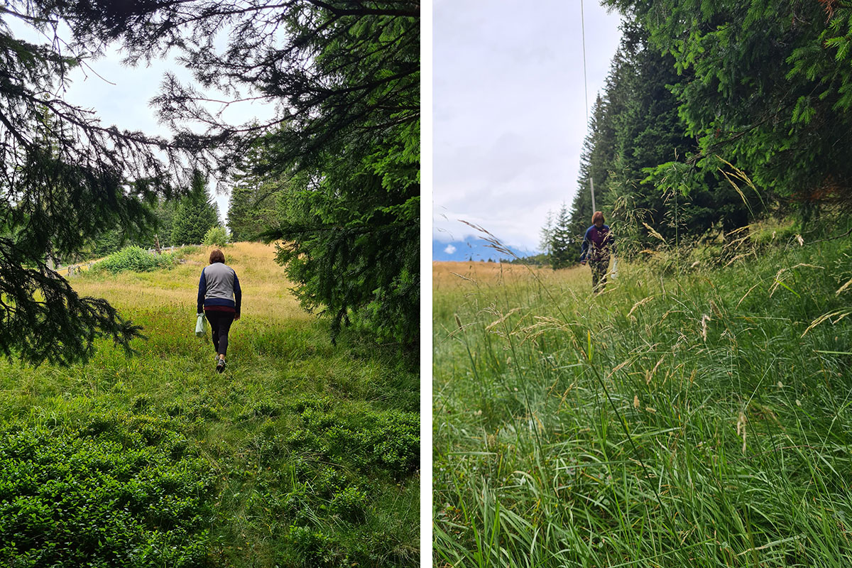 Pilze sammeln - Erleben - Stories - Wanderung Pilze - Hotel Lisetta
