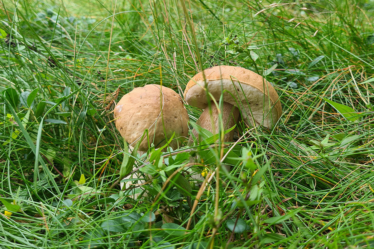 Die Schätze des Waldes