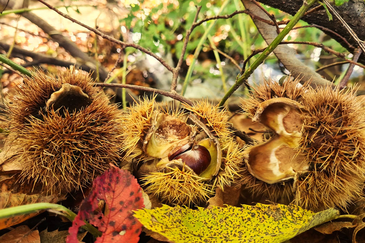 Törggelezeit - Erleben - Stories - Kastanien Detailaufnahme - Hotel Lisetta
