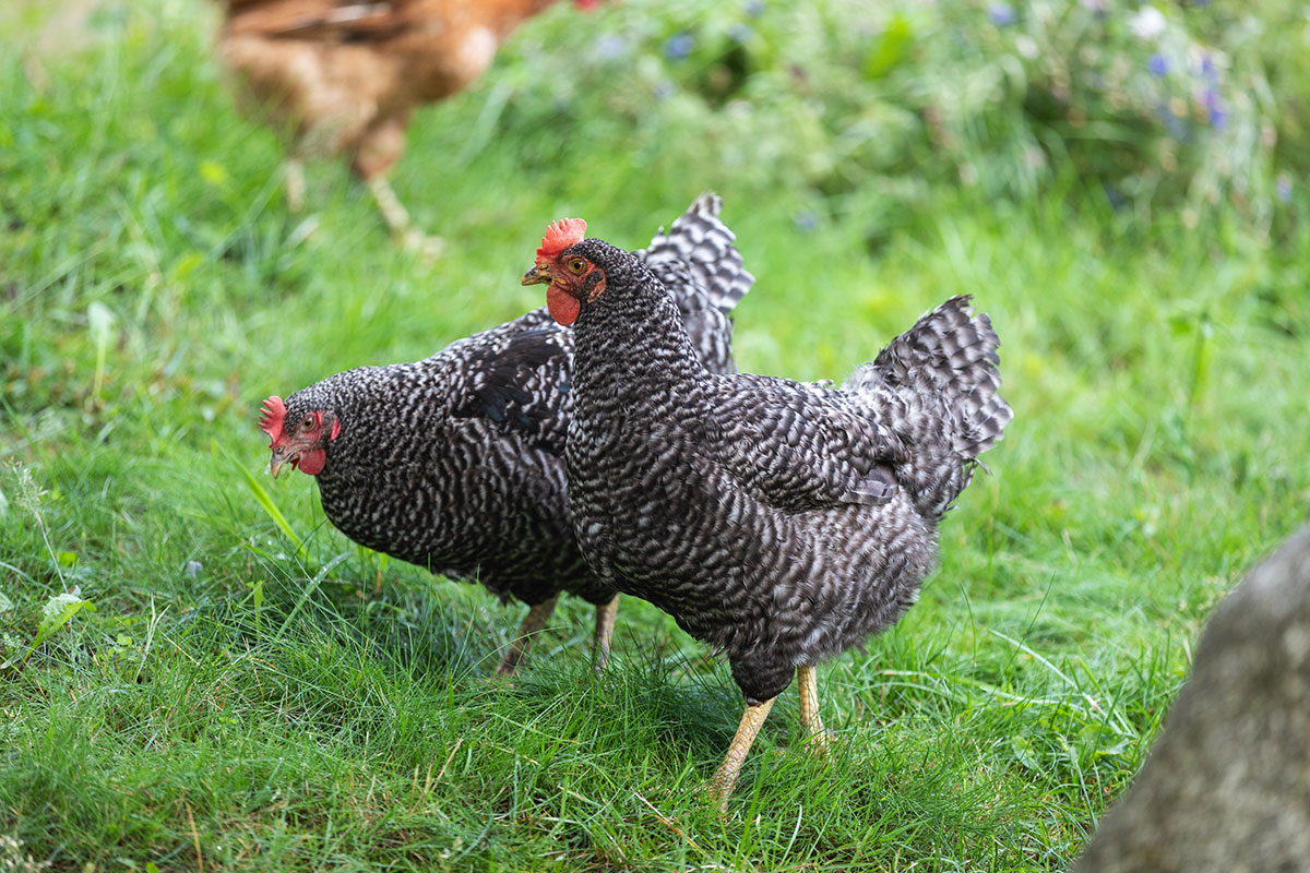 Detailaufnahme Hennen im Grünen - Hotel Lisetta