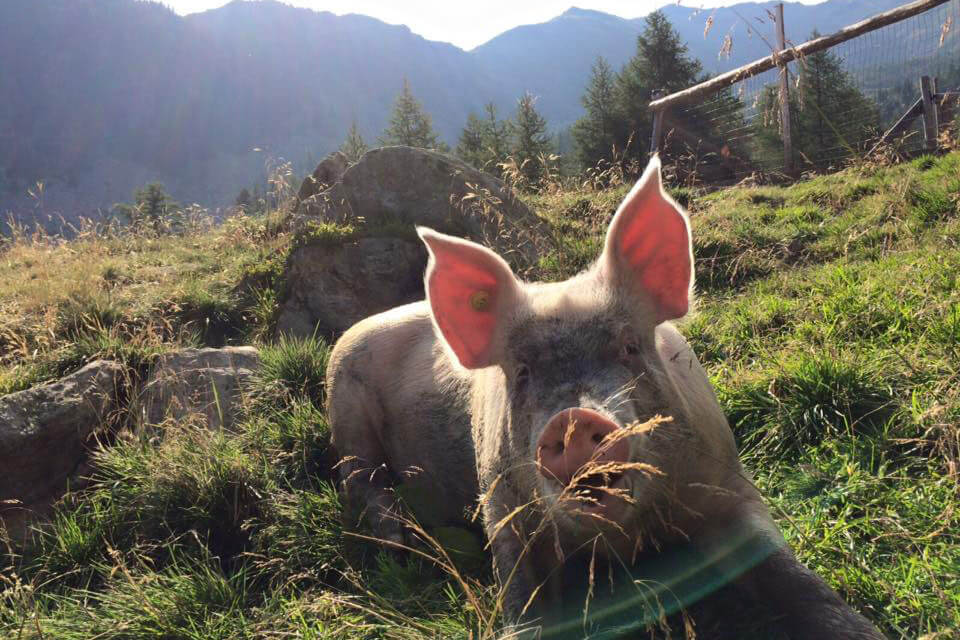 Zirmtal Alm Schweine