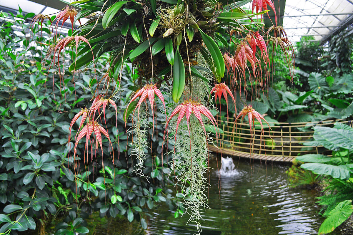 Raffeiner Orchideenwelt