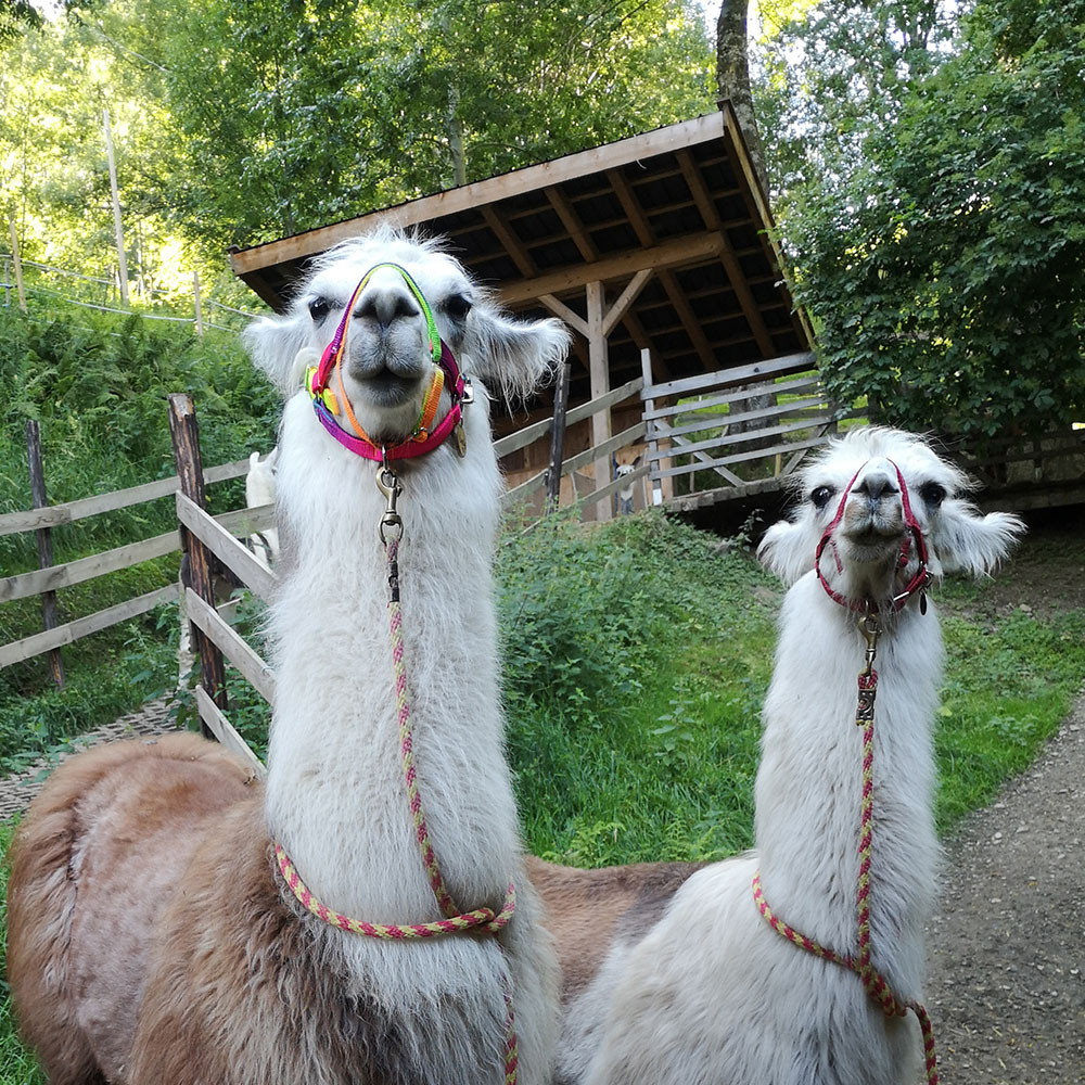 Lamas