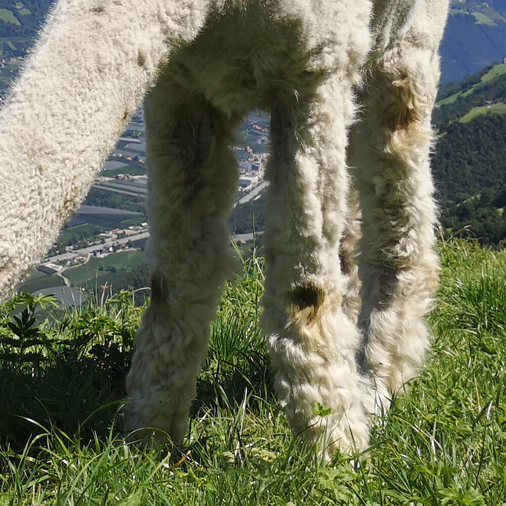 Quattro zampe, tanto carattere