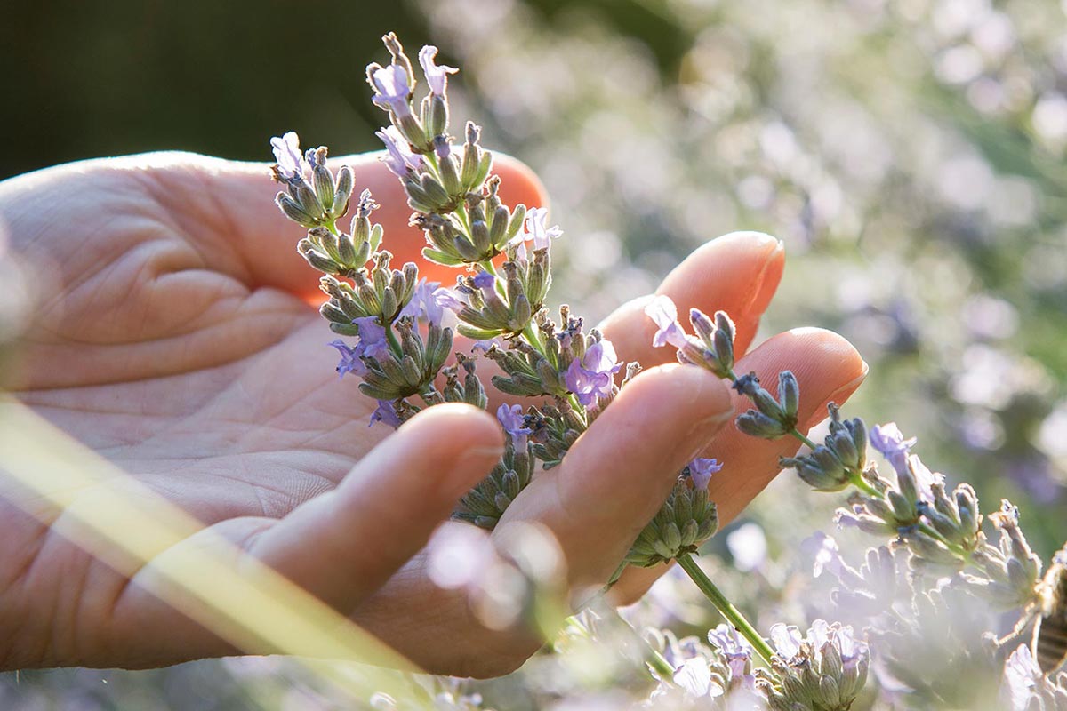 Un pensiero per Sissi