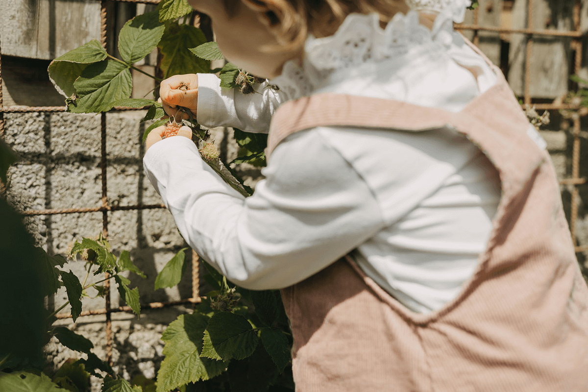 Kind pflückt Himbeeren