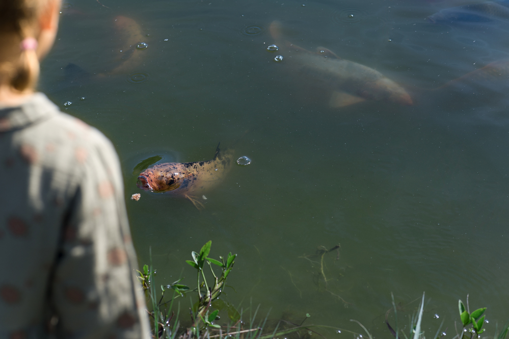 Burglehenpark Dorf Tirol