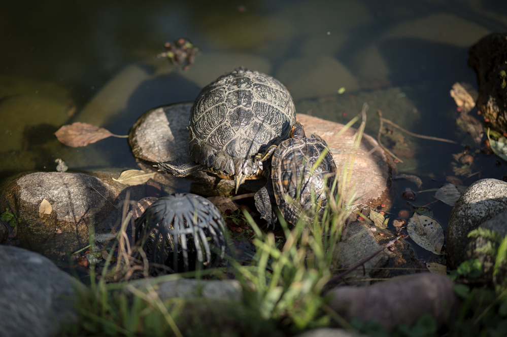 Burglehenpark Dorf Tirol